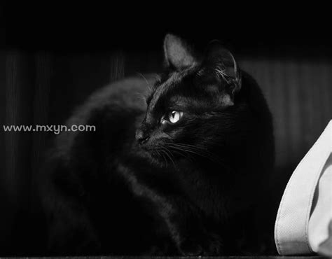 梦见黑色猫咪什么意思