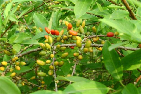 植物古柯树提取的生物碱叫什么