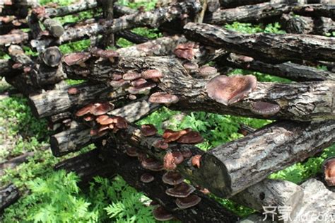 椴木香菇栽培技术和成本效益