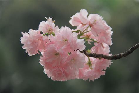 樱花品种大全
