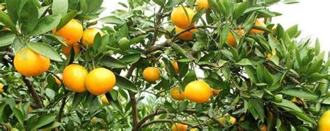 橘子籽几年结果