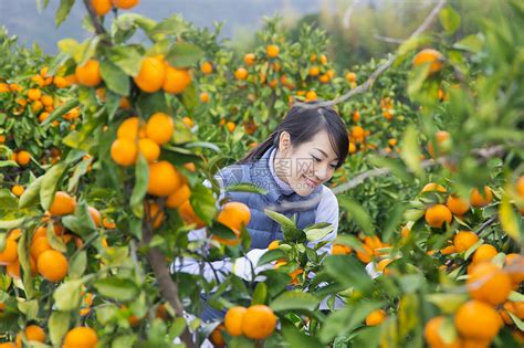 橙子种植园应该选择什么地方比较好芭芭农场