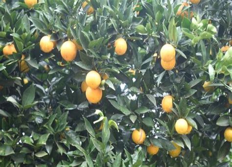 橙子种植时间和收获时间
