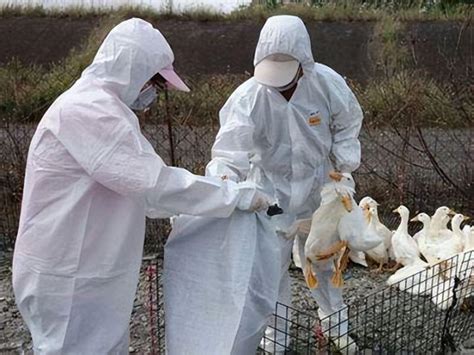 欧洲爆发史上最大禽流感