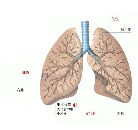 正常人肺图片