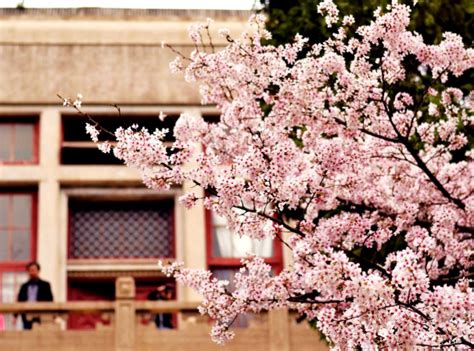 武汉大学樱花预约不了了怎么办