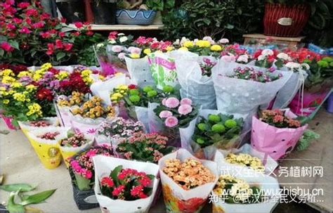 武汉最便宜的花鸟市场
