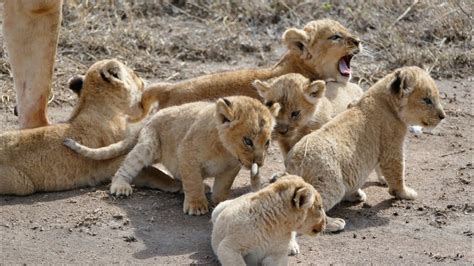 母狮子和公狮子繁殖