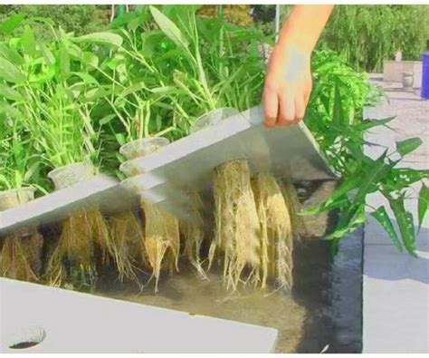 水上种植蔬菜浮床制作