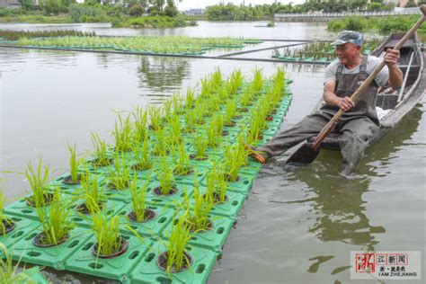水上种稻谷的技术方法