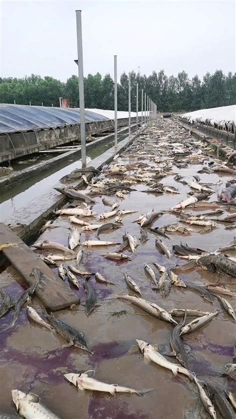 水产养殖甲鱼受洪水影响情况
