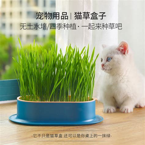 水培猫草可以用土种么