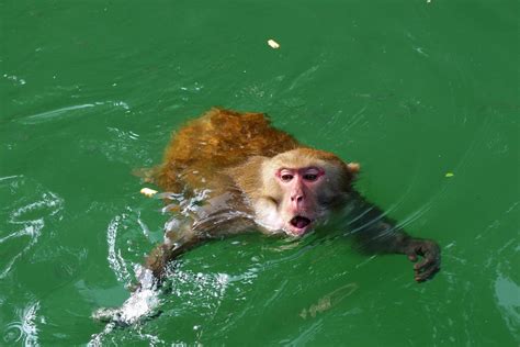 水猴是真的吗