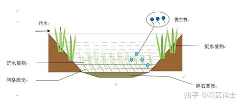 水生植物种植深度