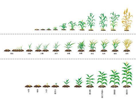 水稻一生有几个生长阶段