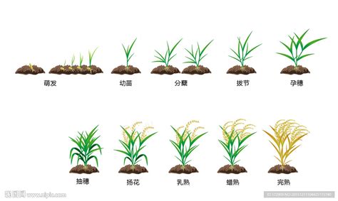 水稻分阶段生长的自然条件