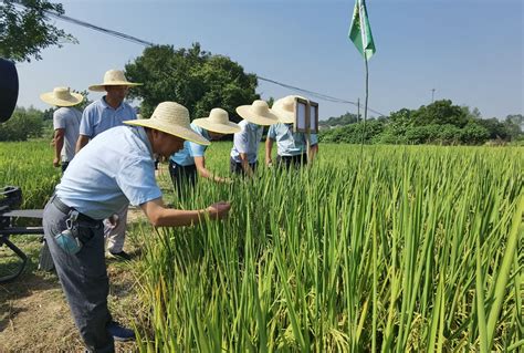水稻怎么种植高产