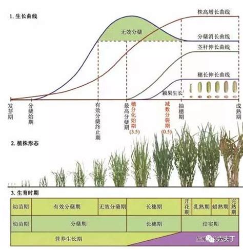 水稻的八个生长发育时期