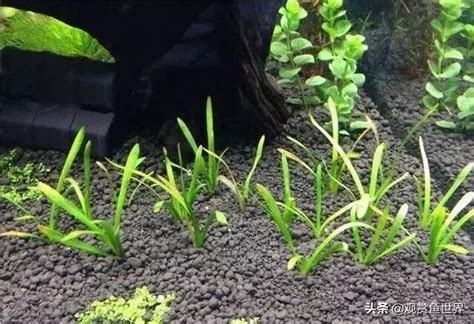 水草简单种植