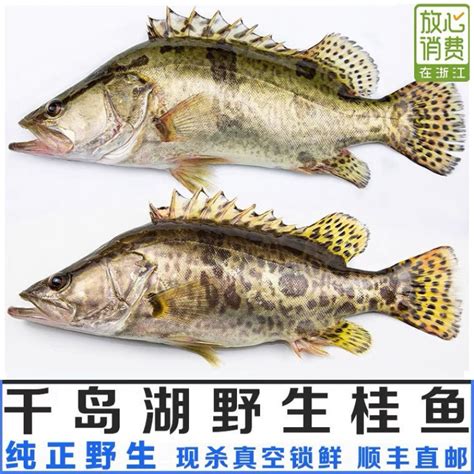 江苏野鳜鱼现在市价