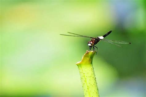 沙漠蜻蜓能不能进化