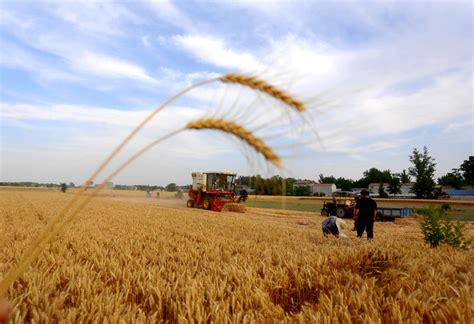河南商丘的小麦价格多少钱一斤