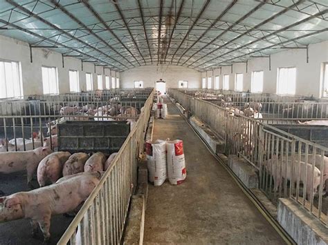 河南永城哪里有大型养猪场