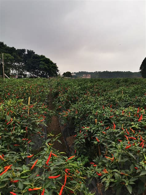 河南辣椒种植基地哪里最大