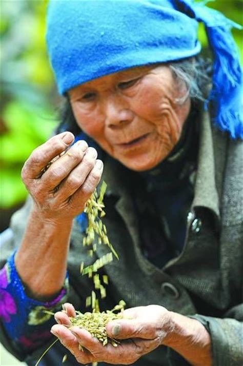 河南60岁老人种植粮食