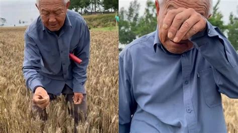 河南79岁老农手捧发芽小麦