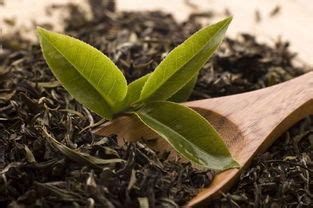 泡过的茶叶怎么做花肥