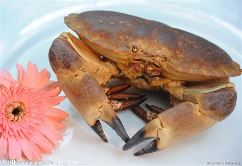 活面包蟹多少钱一斤