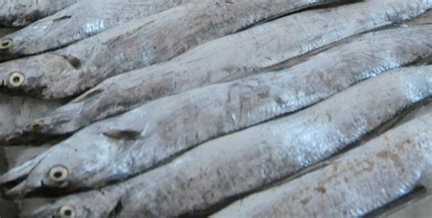 济南巴西带鱼被检测呈阳性