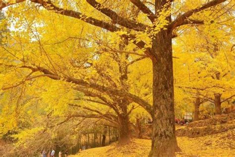 浙江天目山12000岁的野生银杏树