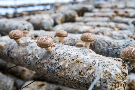 浙江香菇种植方法怎么学
