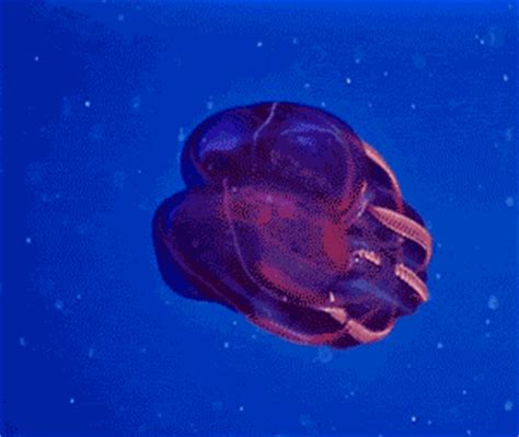 海洋中最可怕的水母