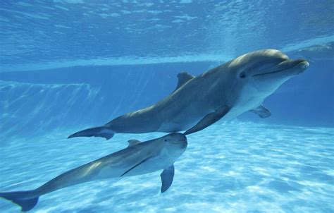 海豚外貌特征和生活习惯