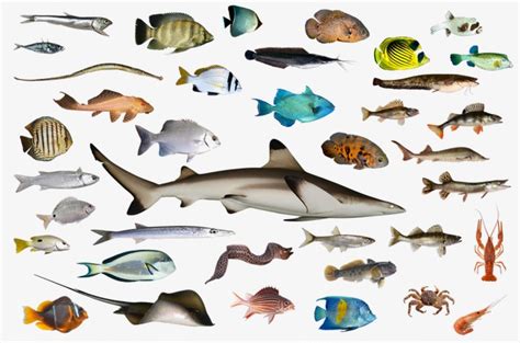 海里100种鱼名字