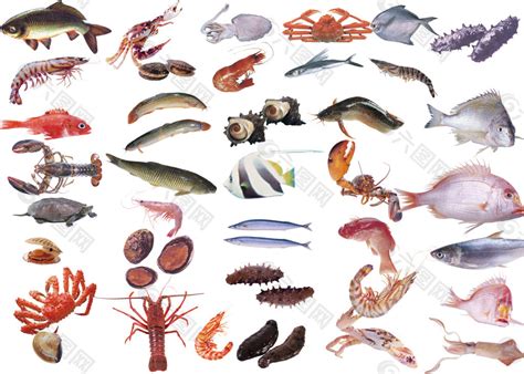 海鲜种类图片及名称