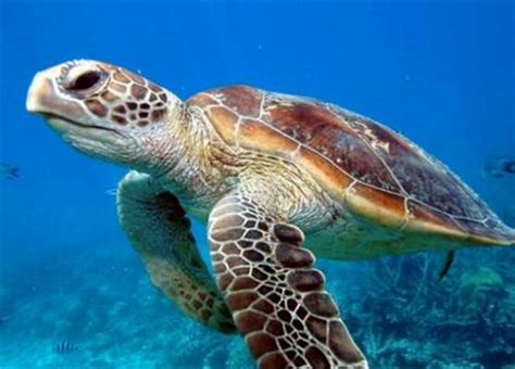 海龟濒临灭绝吗
