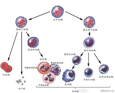 淋巴细胞包括b细胞t细胞和吞噬细胞