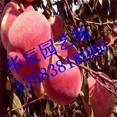 淮安5公分桃树苗供应商