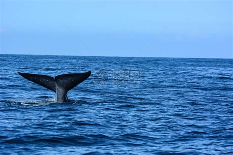 深海中的蓝鲸