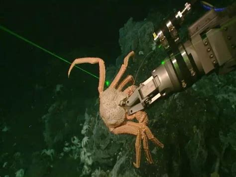 深海最新发现