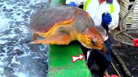 渔民误捕绿海龟贴上红纸连夜放生