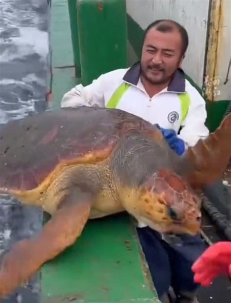 渔民误捕300斤大海龟后果断放生4