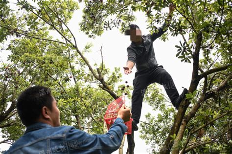 温州有人摘杨梅不慎坠树