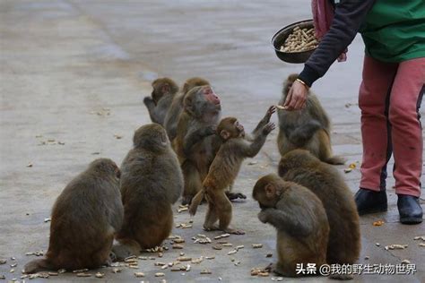 游客喂猴子打人视频