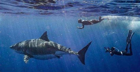 湾鳄vs大白鲨真实事件