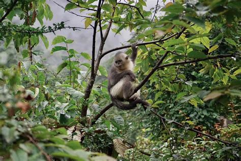 滇金丝猴来自海拔4300的报道